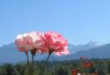 Roses and Mountains
Picture # 2526
